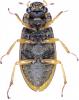 Helophorus sp.
